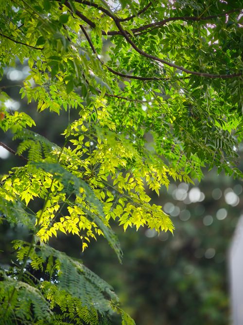 Free Close-up of bright green leaves illuminated by sunlight, offering a fresh and natural feel. Stock Photo