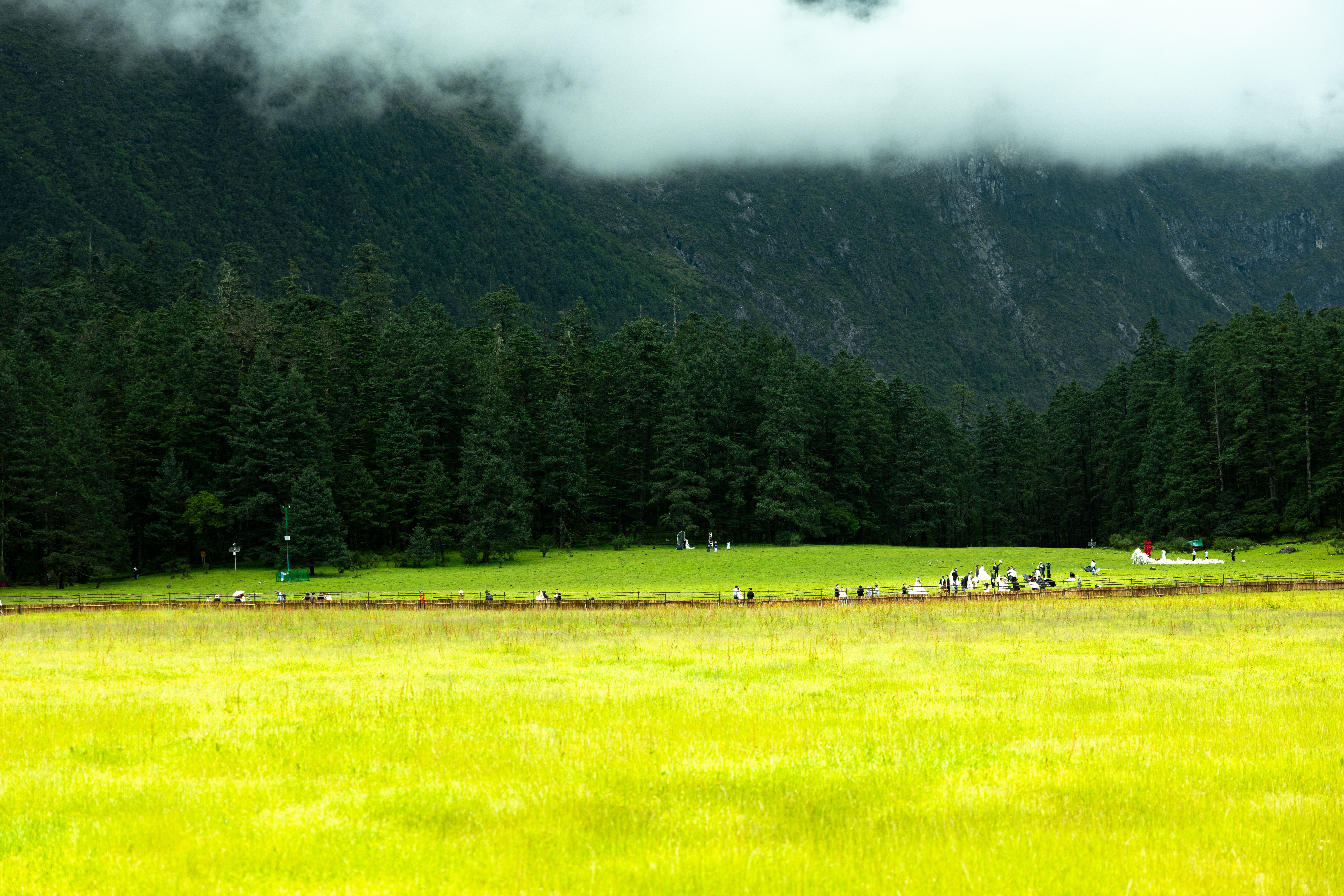 Meadow and conifer forest beneath mist-shrouded alpine mountains