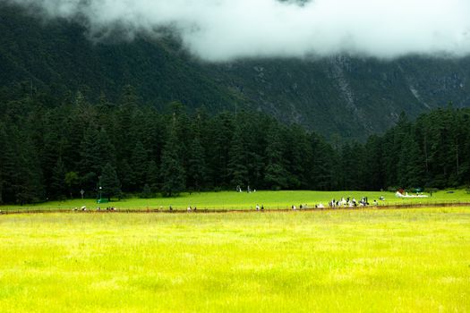 8192x5464 Desktop 自然风景 Wallpaper - 高山草甸针叶林山景 云雾低垂游人漫步开阔原野