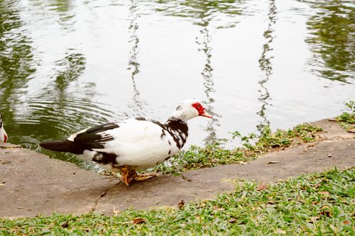Free A Muscovy duck stands by a serene pond in Barbados, surrounded by lush greenery. Stock Photo