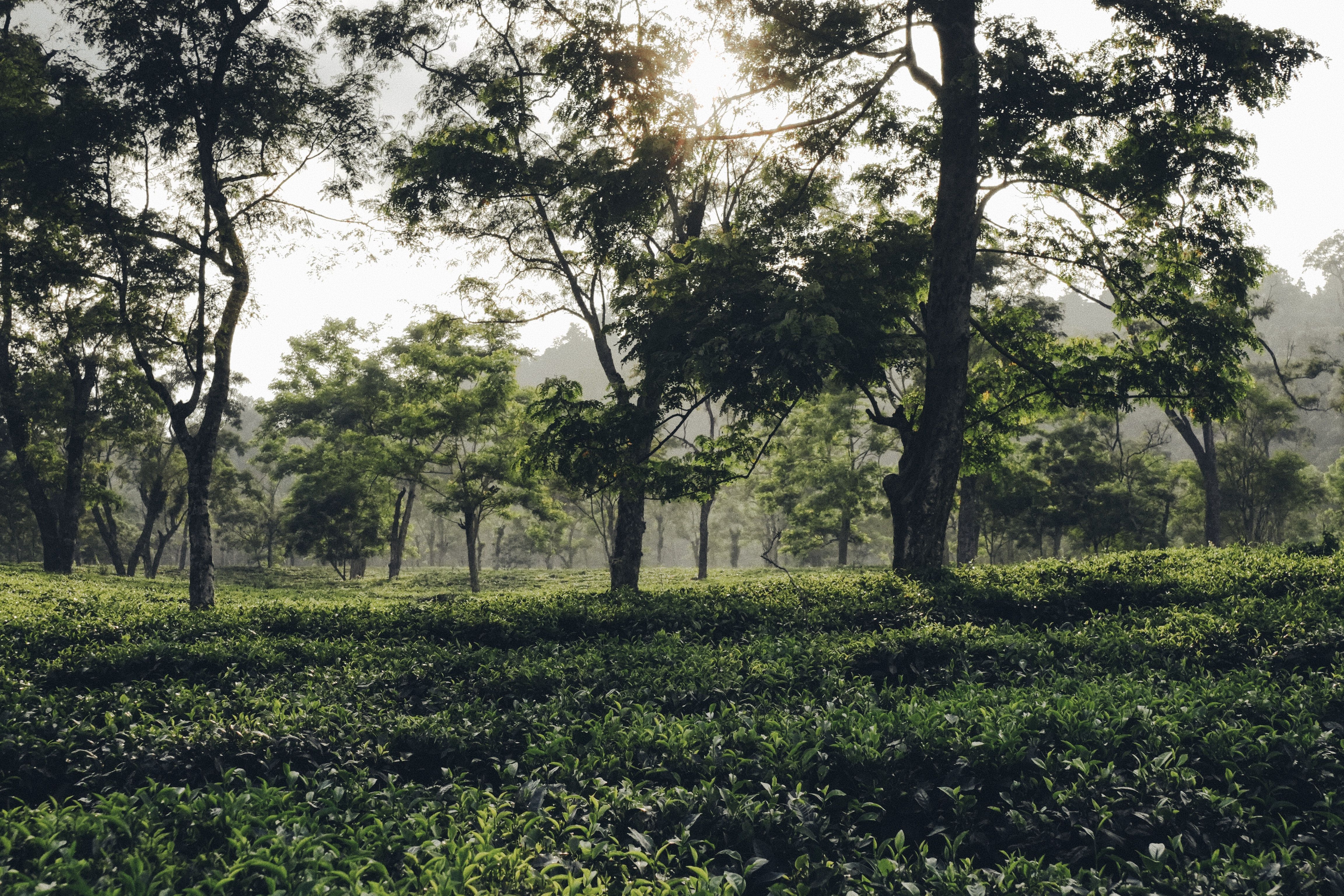 Assam Government Allots 70 Acres of Land to ISRO for Radar Facility