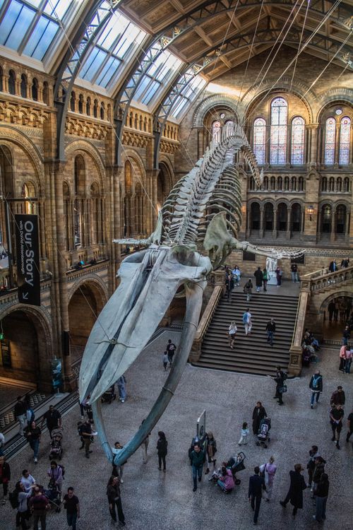 Free Blue whale skeleton suspended in the grand hall of the Natural History Museum in London. Stock Photo