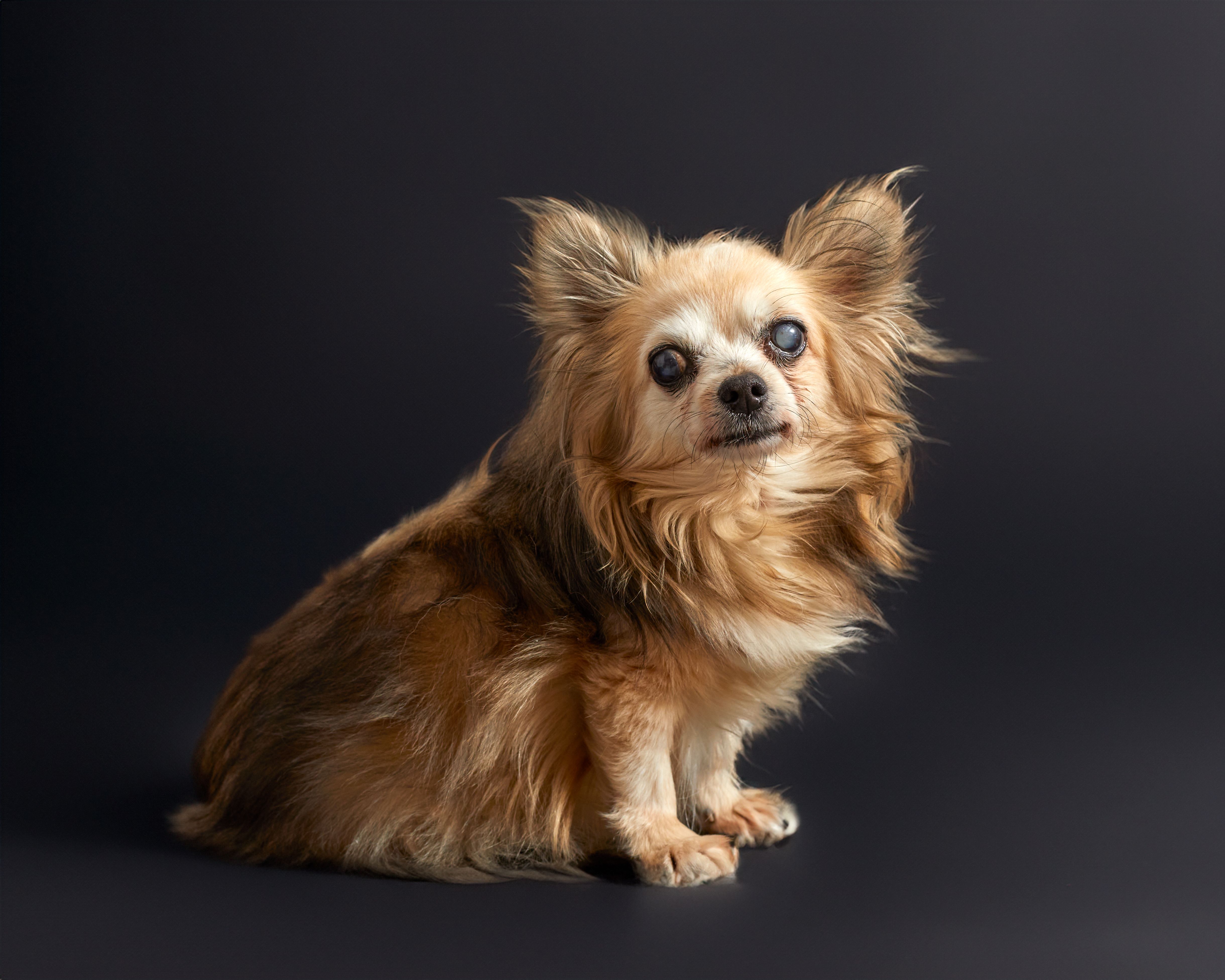older dog insurance