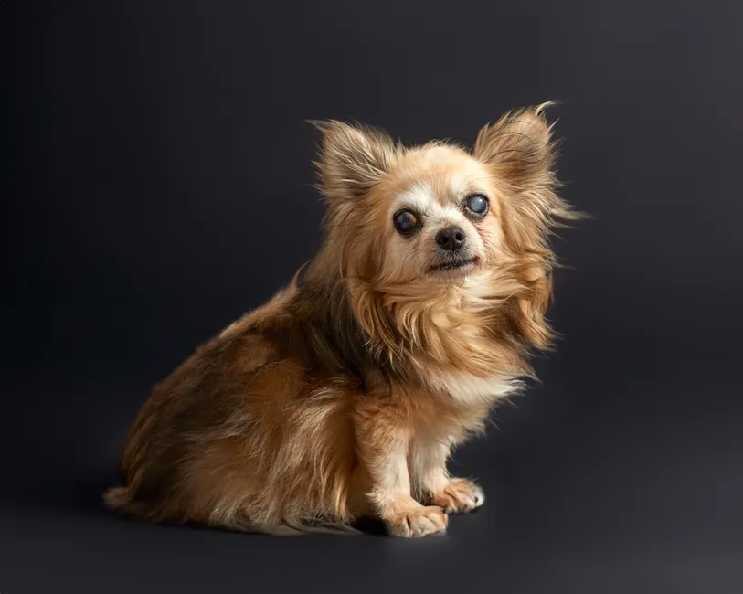 older dog insurance