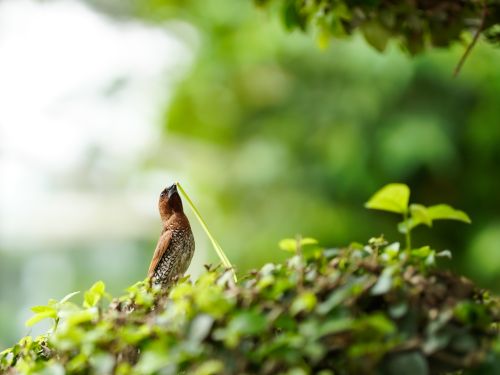 Free A detailed shot of a spotted brown bird perched among lush green leaves. Stock Photo