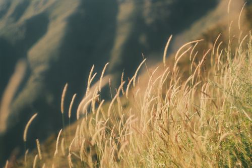Free Close-up of golden grasses swaying with soft focus background in a mountain setting. Stock Photo