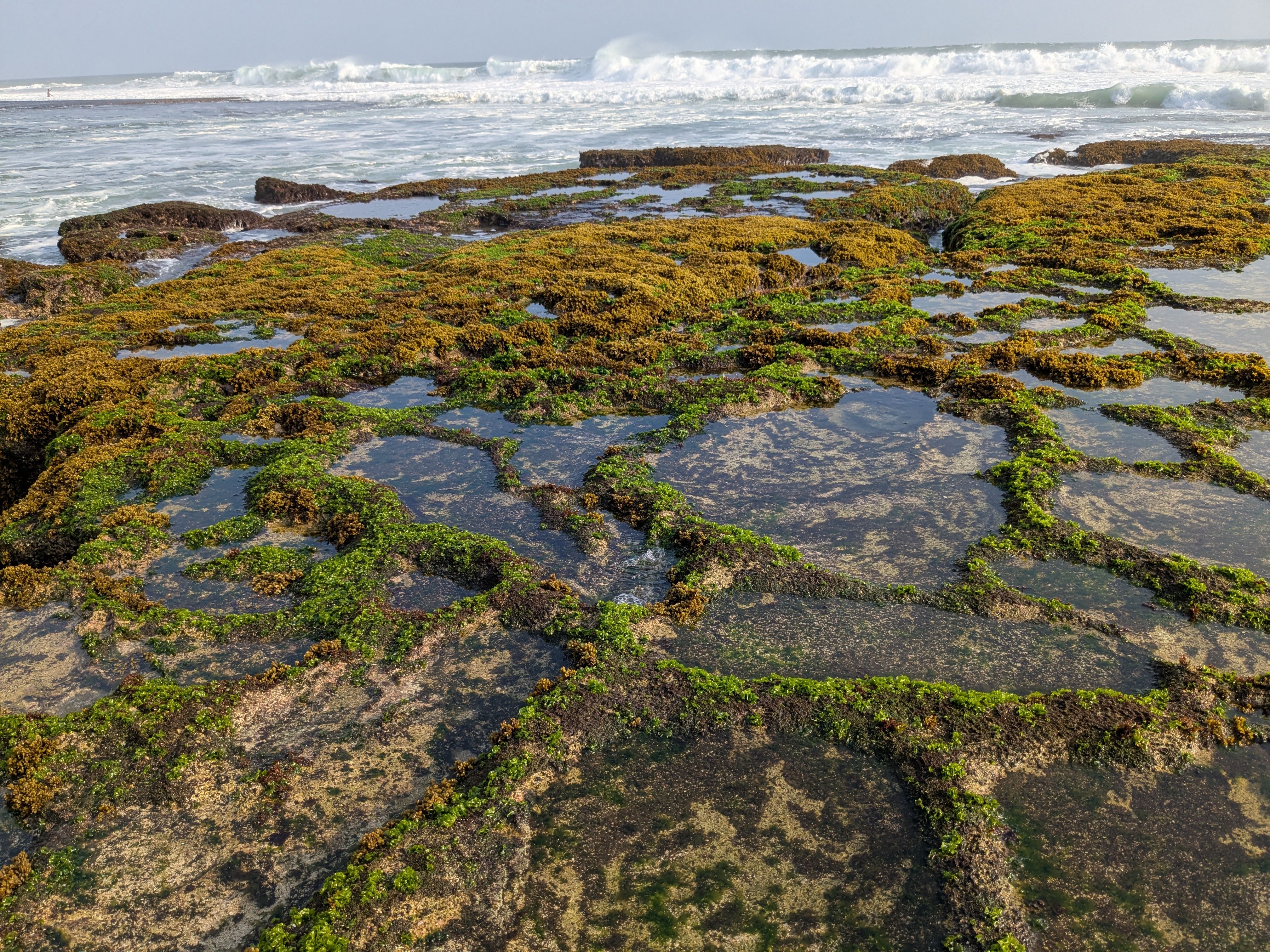 Scenic view of tidal rock pools with algae and crashing waves on a sunny day.