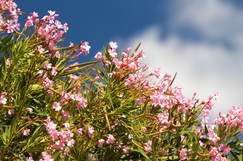 Free Vibrant pink oleander flowers bloom under a clear blue summer sky in Corfu, Greece. Stock Photo
