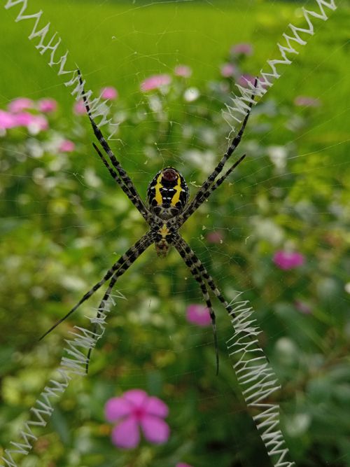 Free Detailed image of a black and yellow garden spider on its web. Stock Photo
