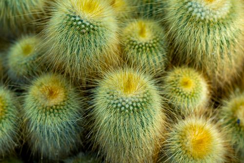Free Detailed view of a cluster of golden barrels cacti showcasing their vibrant yellow and green spikes. Stock Photo