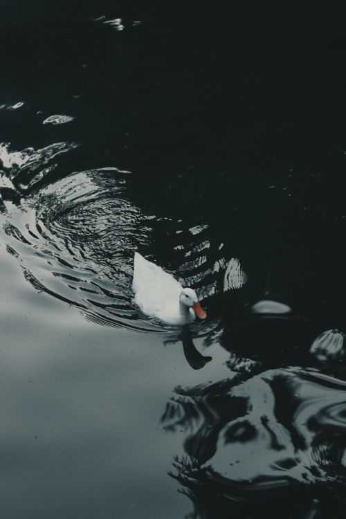 Free Elegant white duck gliding across tranquil dark waters in İstanbul, Türkiye, exuding a sense of peace. Stock Photo