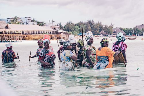 Free Group of African women harvesting seaweed in Zanzibar's coastal waters, showcasing local culture. Stock Photo