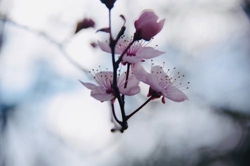 咲く花, 美しい花, 花の無料の写真素材