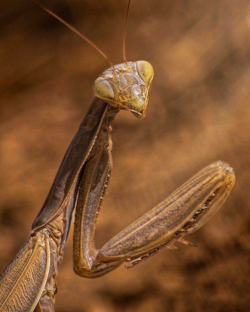 Free Detailed close-up of a brown praying mantis in a natural setting with a warm background. Stock Photo