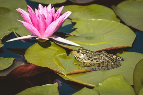Free A serene scene of a frog perched on a lily pad next to a blooming lotus flower in a pond. Stock Photo