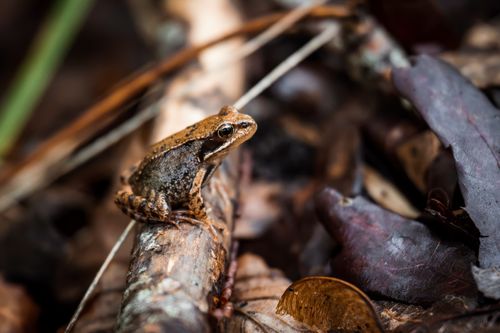 Free Detailed image of a brown frog on forest floor with autumn leaves. Stock Photo