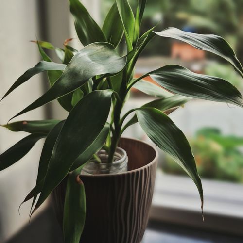 Free A lush green plant in a stylish pot, placed indoors by a window with soft natural light. Stock Photo