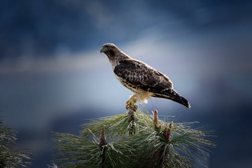 Burung Bertengger Di Tanaman Hijau