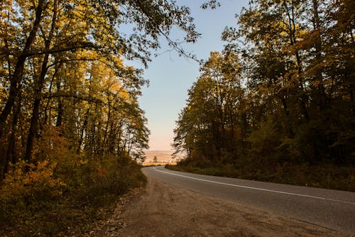 Foto profissional grátis de árvores, estrada, floresta