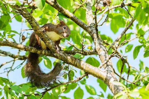 Imagine de stoc gratuită din veveriță
