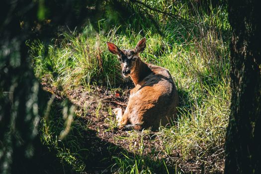 A deer peacefully resting in the lush green forest of Victoria, Canada.