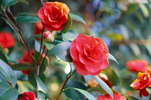 A vivid close-up of red camellia flowers blooming outdoors in a lush garden setting.