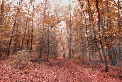 Gratis lagerfoto af padure deasa