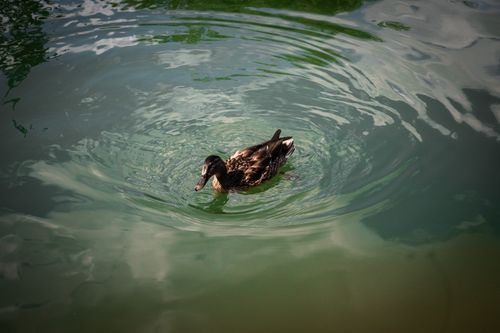Free A lone duck glides gracefully across a serene pond with rippling waters. Stock Photo