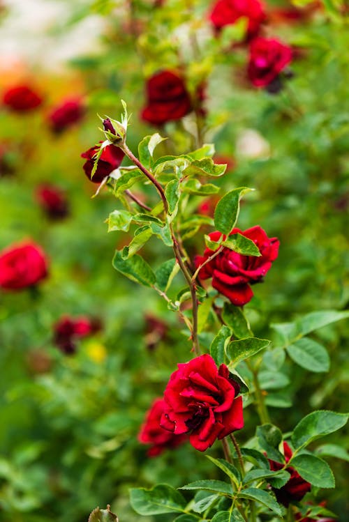 Foto stok gratis Mawar merah