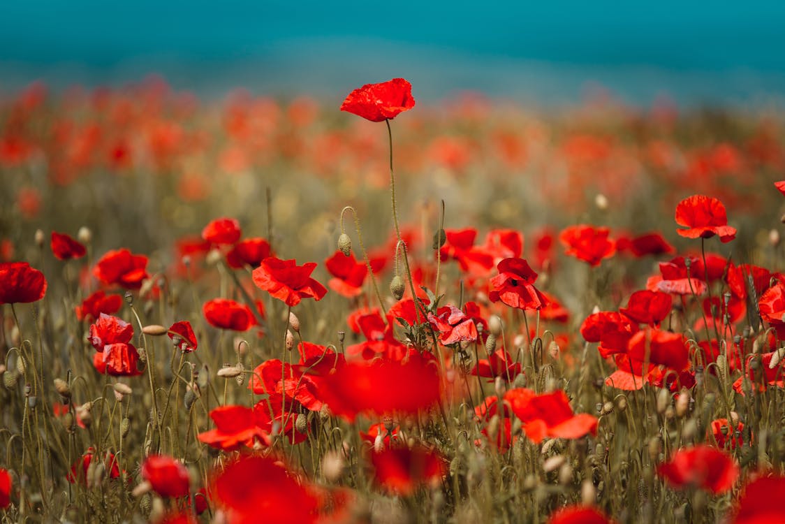 Red Flower Field