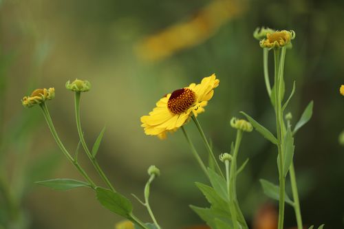 Free Vibrant yellow Helenium flowers with a blurred green background captured in full bloom. Stock Photo