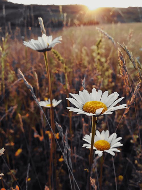 Základová fotografie zdarma na téma krásná květina
