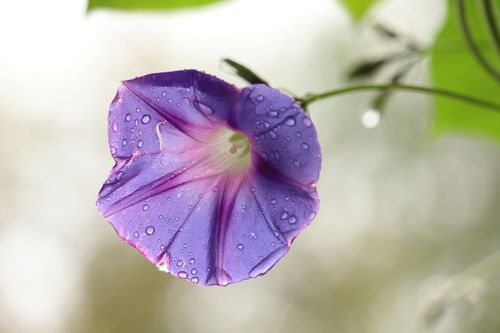 Free Close-up of a morning glory flower with fresh dewdrops, showcasing nature's beauty. Stock Photo
