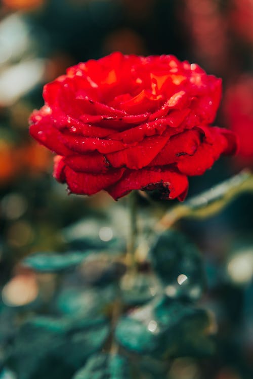 Základová fotografie zdarma na téma Rudá růže
