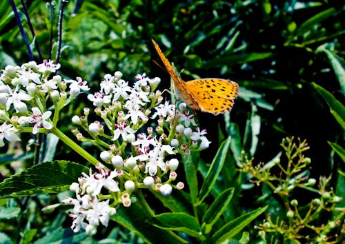 Foto d'estoc gratuïta de gespa verda, papallona