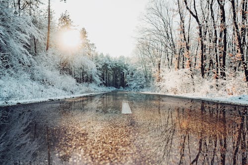 Free stock photo of forest road, refletion, winter