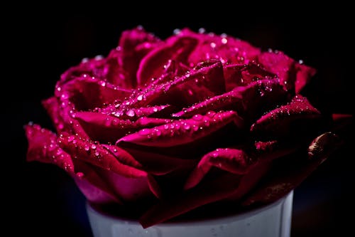 Free stock photo of design, red rose, waterdops Stock Photo