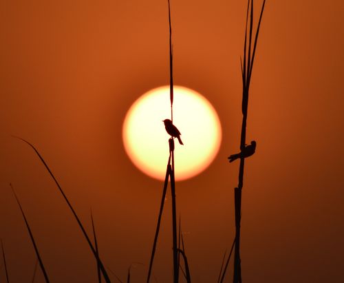 Free Silhouette of birds on branches against a vibrant orange sunset sky. Stock Photo