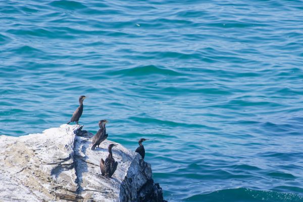 Des cormorans perchés sur un rocher au-dessus de la mer, près de Ribadeo