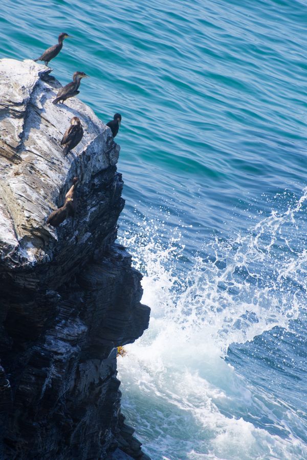 Des cormorans rassemblés sur une falaise striée de guano, sous les vagues
