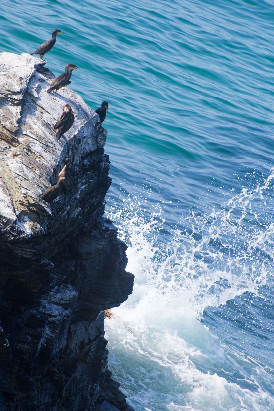 Des cormorans rassemblés sur une falaise striée de guano, sous les vagues