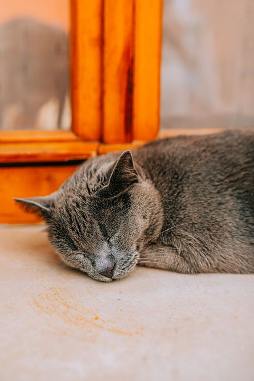 Free A tranquil gray cat naps by a sunlit window, exuding warmth and relaxation. Stock Photo