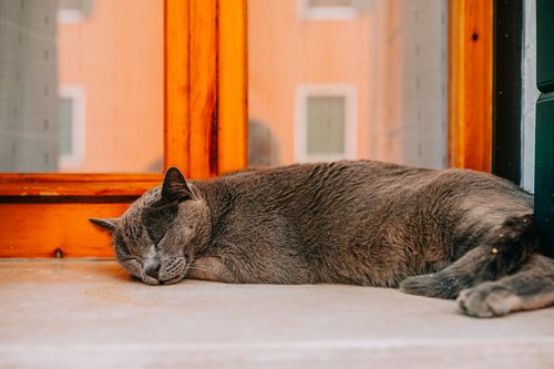 Free A serene gray cat sleeping on a windowsill indoors, capturing tranquility. Stock Photo