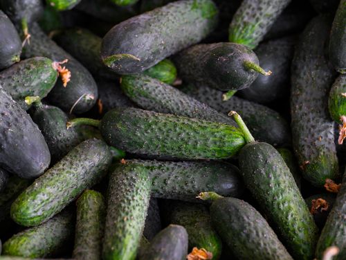 Free A pile of fresh, organic cucumbers ready for sale or pickling. Perfect for healthy diets and culinary use. Stock Photo