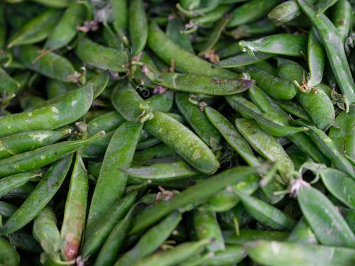 Free A vibrant display of freshly harvested organic green peas showcasing natural nutrition and freshness. Stock Photo