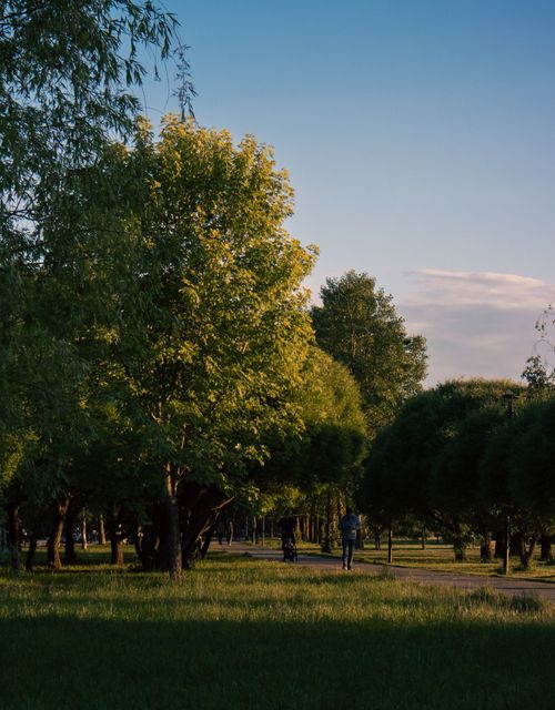 Free A serene park scene depicting a pathway flanked by lush trees under a clear blue sky during dusk. Stock Photo
