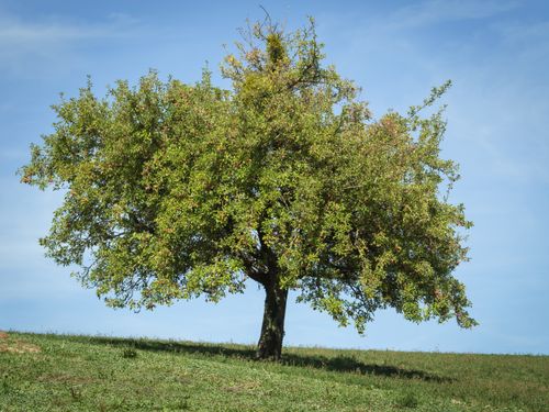 Free A solitary apple tree with lush green leaves under a clear blue sky in a sunny meadow. Stock Photo