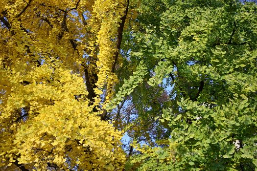 Close-up of ginkgo biloba tree showcasing green and yellow fall leaves under daylight.