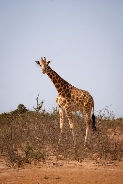 Free A majestic Rothschild's giraffe stands tall in the Ugandan savanna, capturing the essence of African wildlife. Stock Photo