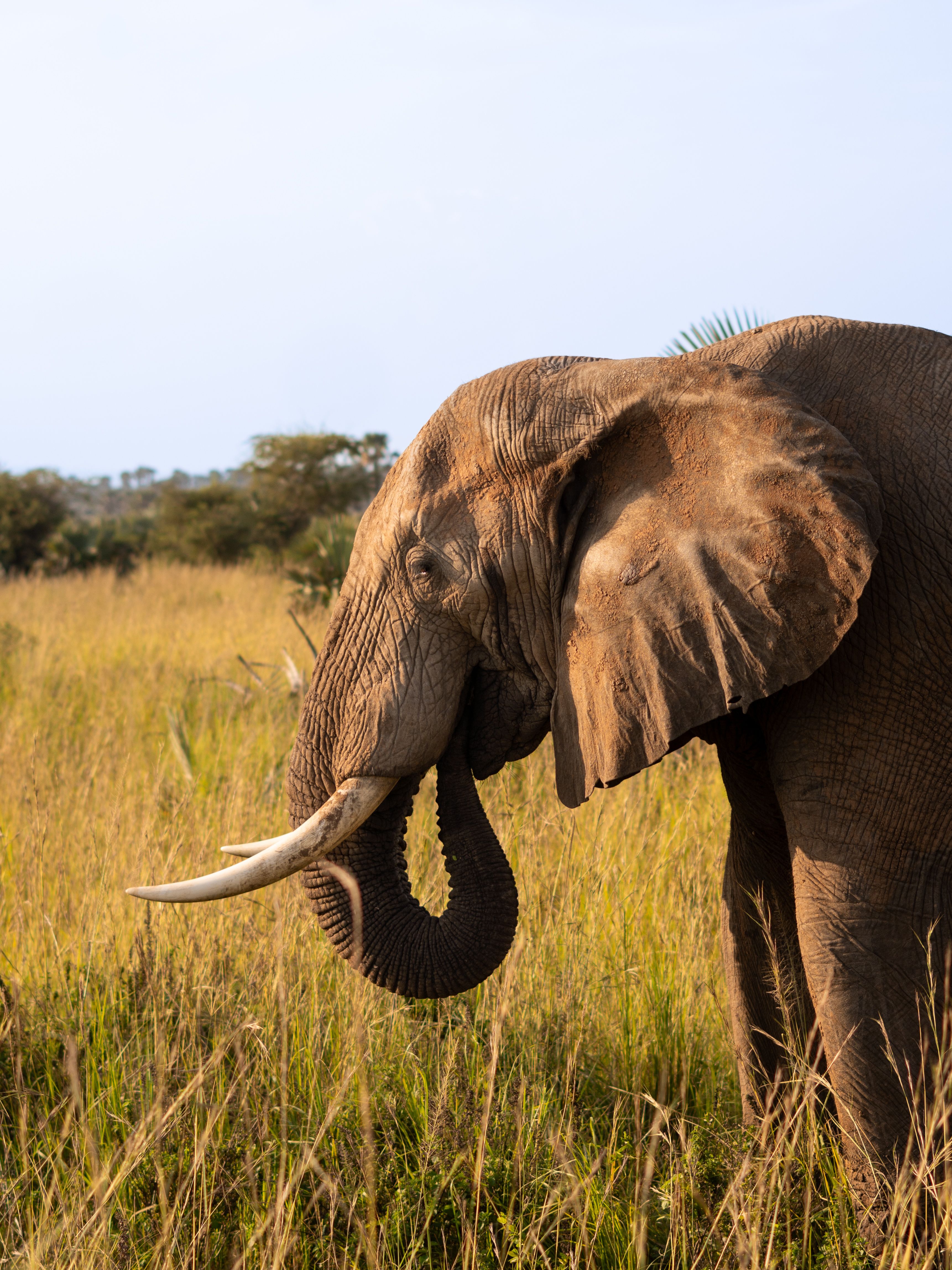 Stunning close-up of an African elephant grazing in Uganda's serene savannah.